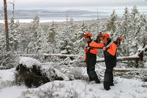 Lær trefelling - trinn for trinn!