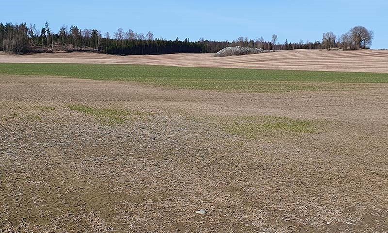 Våronn i høstkornet