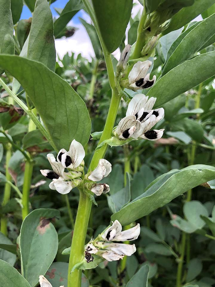 720x960 åkerbønneblomst.jpg