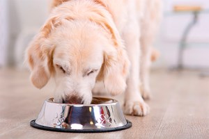 Slik velger du riktig hundefôr