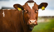 Felleskjøpet lanserer nytt Formel-sortiment til mjølkeku