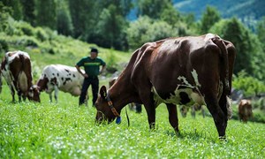 Slik lykkes du med beiting for høytytende melkekyr