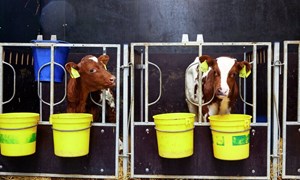 Perla – ny mjølkeerstatning til kalv