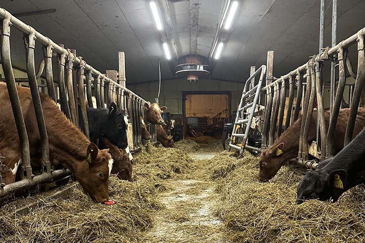 720x480 Kuer i fjøset.jpg