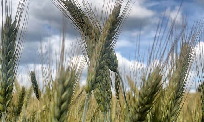 Såvarer fra Felleskjøpet