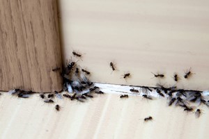 Problemer med maur ute eller inne?