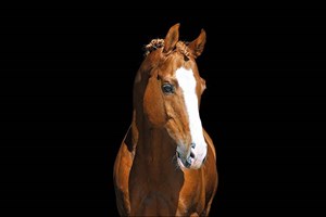 Champion Gull müslifôr - enda bedre tilpasset aktive hester