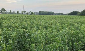 Åkerbønner – etterspurt av kraftfôrindustrien