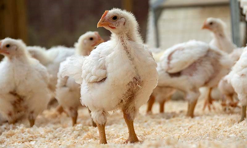 Slaktekyllinger i fjørfehus