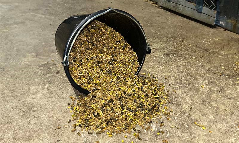 Chamion Gull i veltet bøtte