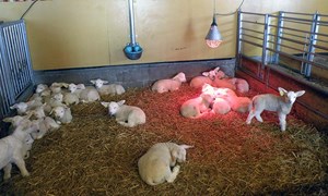 Formel Lam nå tilgjengelig både i vår- og høstresept