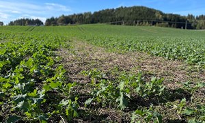 Risiko for snegleangrep i nysådde  høstoljevekster