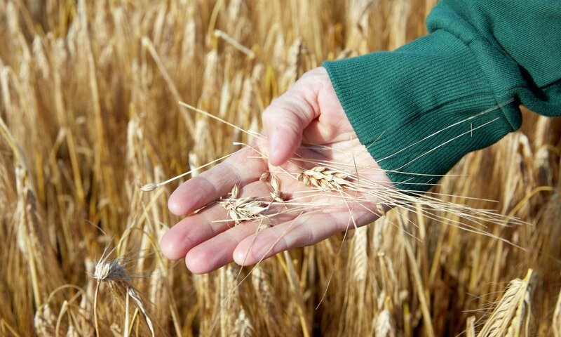 Holder kornsorten bygg i hendene ute i åkeren