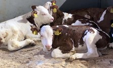 En god start for kalven