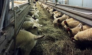 Fôring av søya i drektighetsperioden