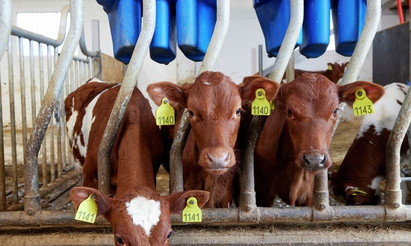 Avbildet: Kalver i fjøset som spiser