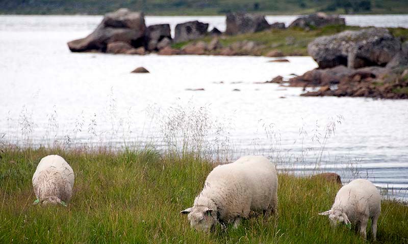 Kvalitetslam til rett tid gir god økonomi