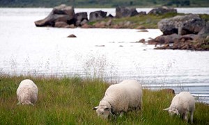 Kvalitetslam til rett tid gir god økonomi