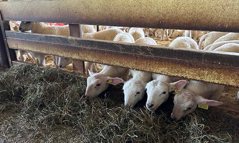 Lam som fores inne i fjøs