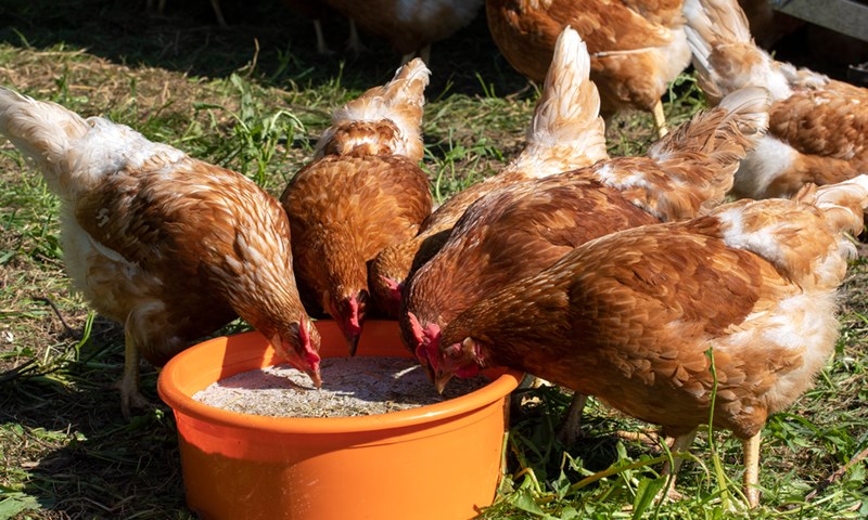 Vitaminer- småstoffer med stor effekt 