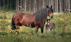 Slik får du grovfôret til å vare lenger