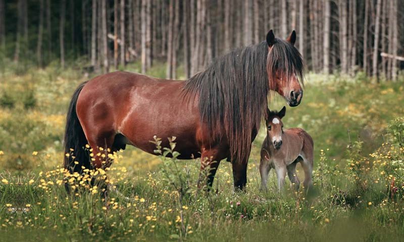 Hest med føll ute i skogen