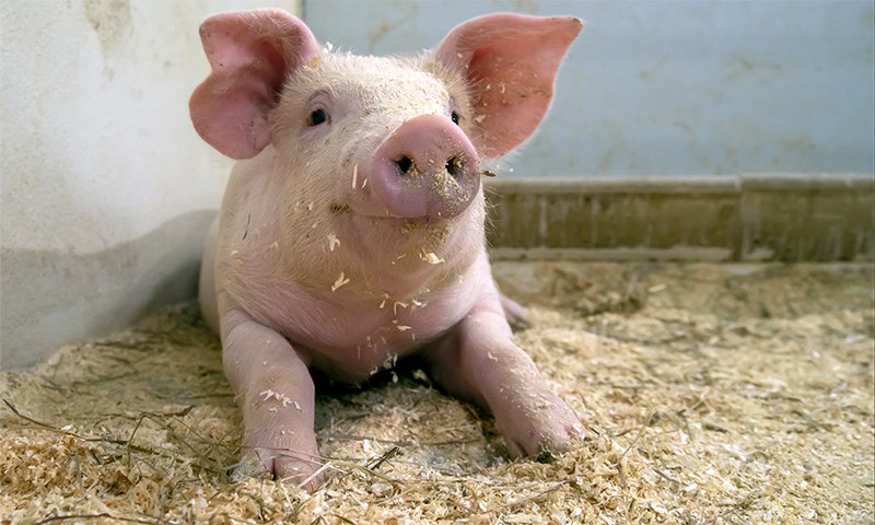 Fôring av friske atleter