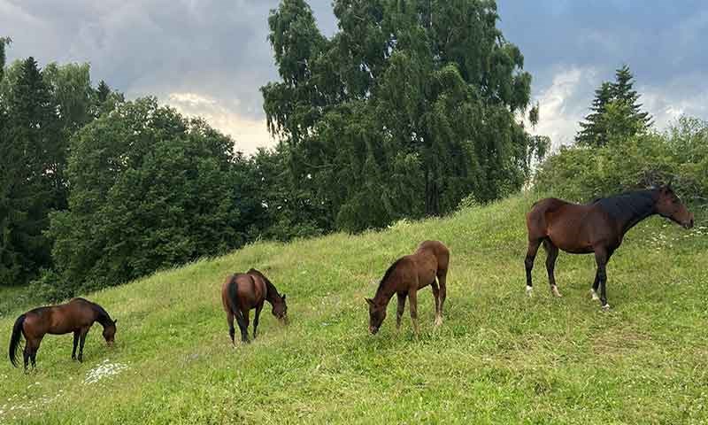 Protein i fôr til hest: en guide for hesteeieren