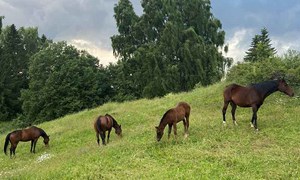 Protein i fôr til hest: en guide for hesteeieren