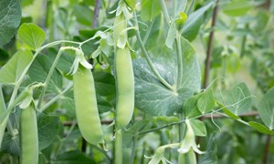 Dyrk-serien: Så enkelt lykkes du med sukkererter