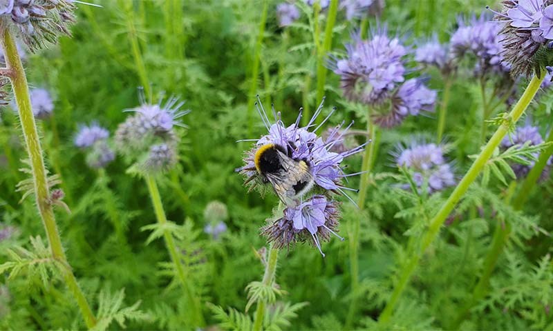 Honningurt med humle