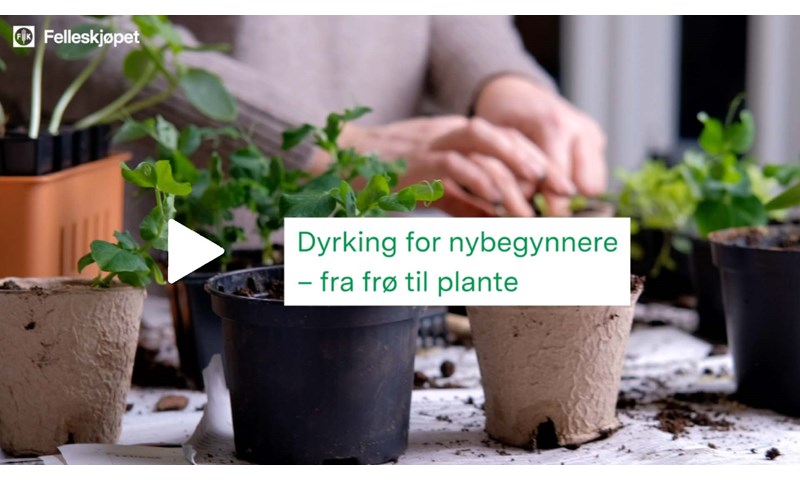 Dyrking for nybegynnere