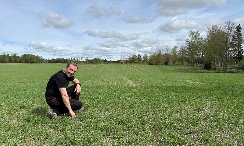 Svein Bjerke studerer den spirende åkeren