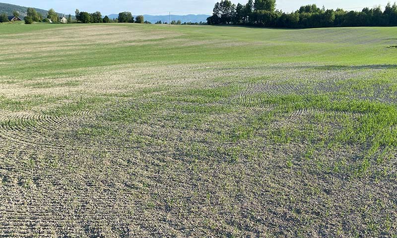 Vær til besvær – for tørt eller for vått