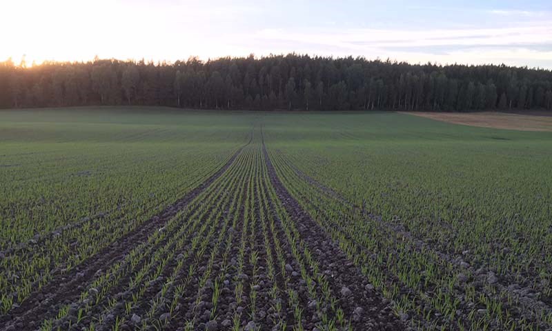 Ugrassprøyting i høstkorn om høsten