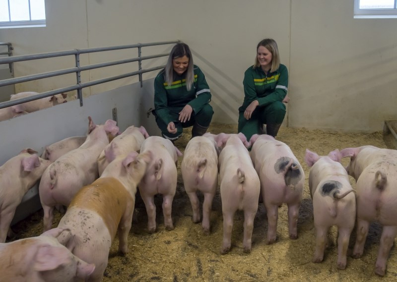 Griser med krøll på halen og to damer i FK-dress i binge med strø