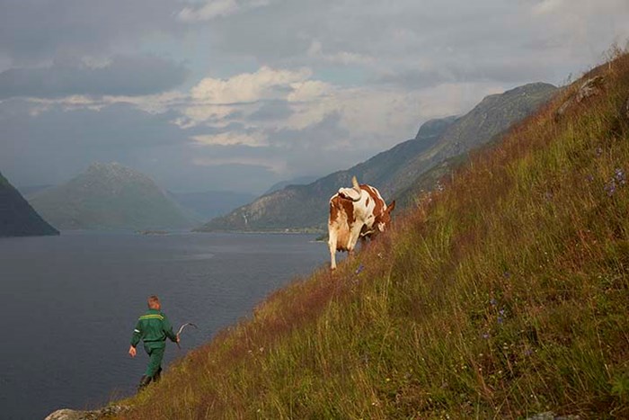Natura - økologisk kraftfôr