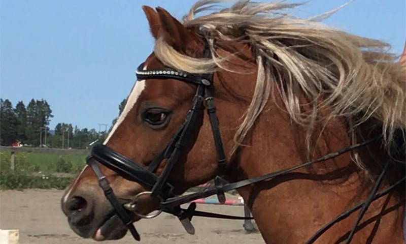 Behandling av lær på hesteutstyr