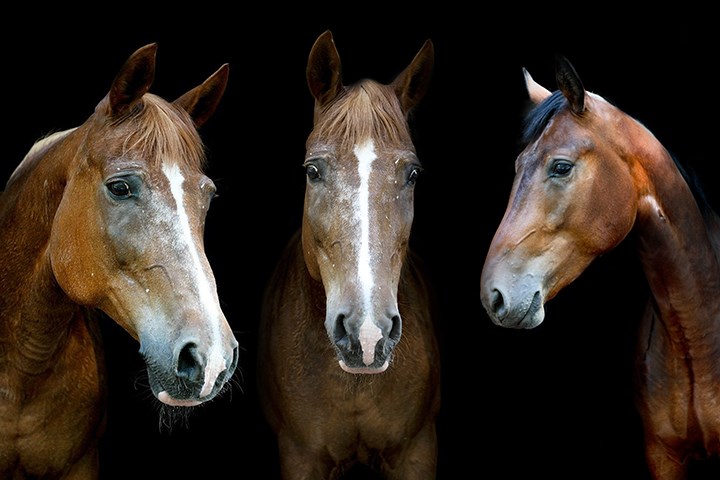 Tre vakre hester forfra