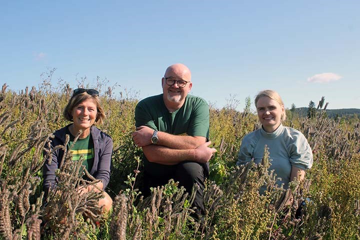 Trønderske kyllingbønder legger til rette for biene