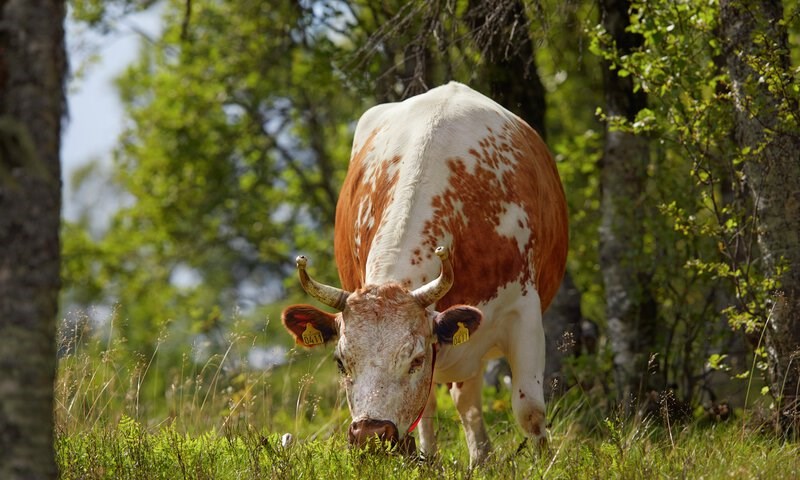 Telemarkkyr på beite