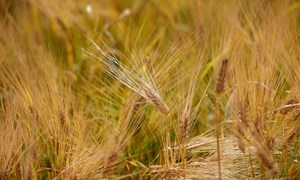 Byggavlingen noe ned – fortsatt ubalanse i kornmarkedet