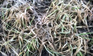 Bekjemp overvintringsskader på høstkorn