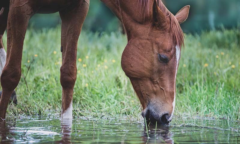 Hest som drikker vann