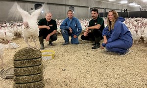 Gode tiltak holder kalkunene friske