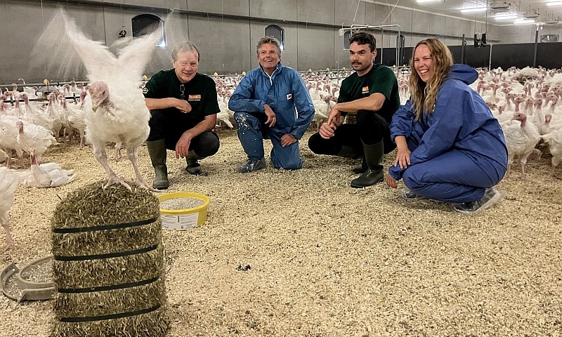 Kalkunhane flakser oppå høyball i kalkunhuset med fire personer i bakgrunnen.