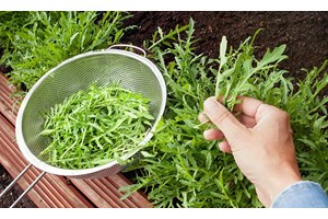 Dyrk-serien: Så enkelt lykkes du med ruccola