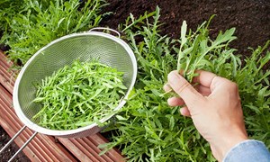 Dyrk-serien: Så enkelt lykkes du med ruccola