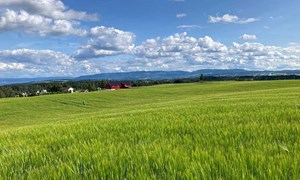 Vårkorn 2026 - velg riktig vårkornsort