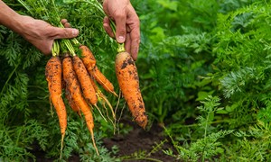 Dyrk serien: Hvordan lykkes med å dyrke gulrot